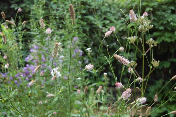 Sanguisorba officinalis 'Pink Tanna' |  Wiesenknopf 'Pink Tanna'